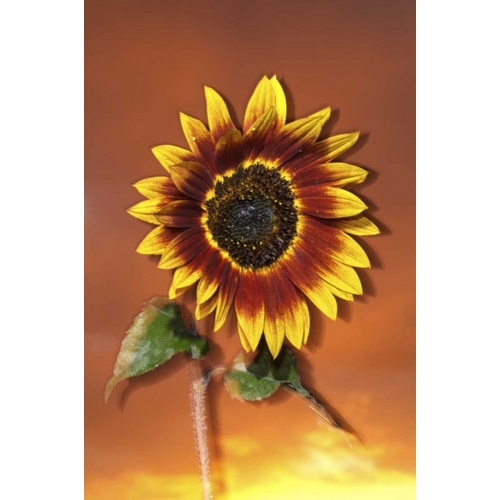 California, San Diego, Hybrid sunflower at sunset
